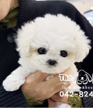 비숑 분양후기(25.12.21)
