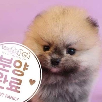 포메라니안 ♀ 6.4 분양완료