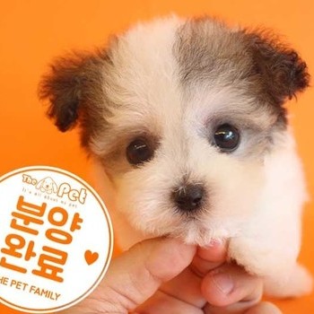 말티푸 ♂ 7.8