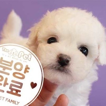 비숑프리제 ♀ 9.2 분양완료