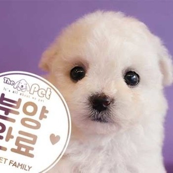 비숑프리제 ♀ 10.30 분양완료