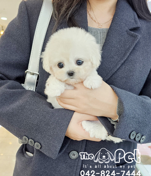 비숑 분양후기(25.11.22)