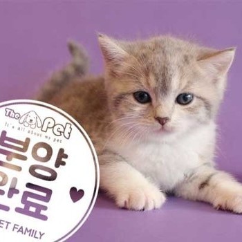 브리티쉬숏헤어 ♀ 10.31 분양완료