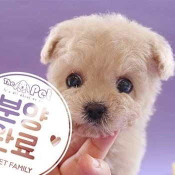 푸들 ♂ 1.31 분양완료
