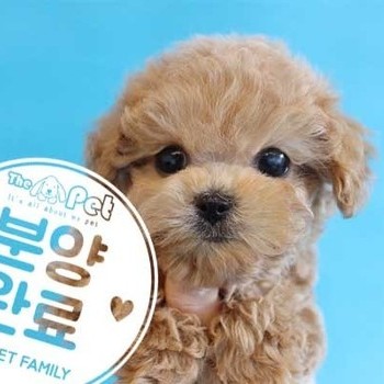 푸들 ♂ 12.14 분양완료
