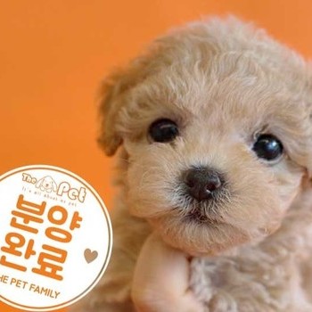 푸들 ♀ 7.4