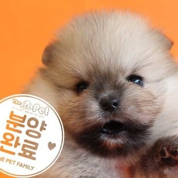 포메라니안 ♀ 6.25