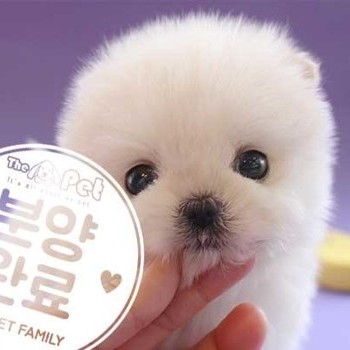 말티폼 ♂ 1.30 분양완료