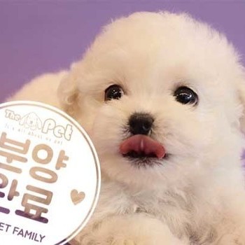 비숑프리제 ♂ 9.2 분양완료