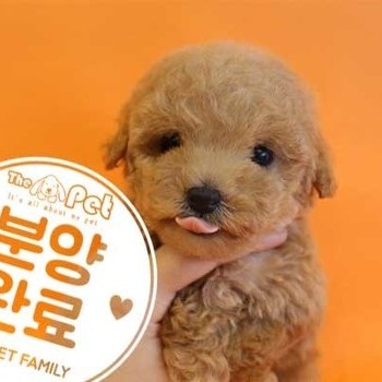 푸들 ♂ 5.14 분양완료
