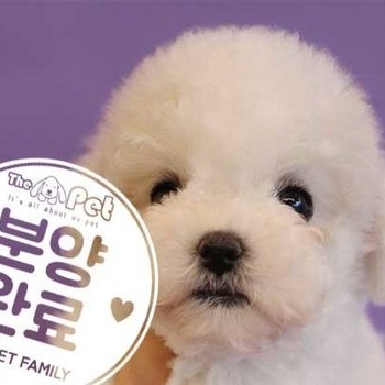 비숑프리제 11.3 분양완료