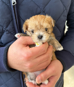 몰키분양후기 [25.1.19]