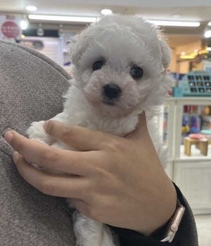 비숑프리제 분양후기 [25.1.7]