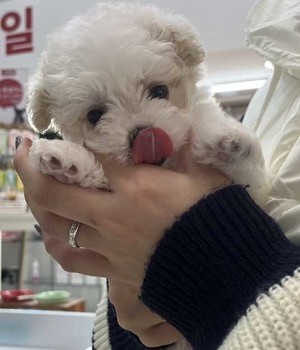 비숑프리제 분양후기 [25.2.2]