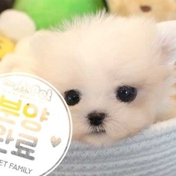 말티즈 ♂ 4.12 분양완료