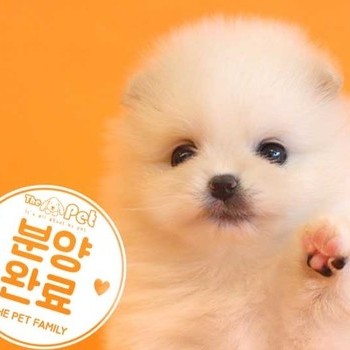 포메라니안 ♀ 7.21