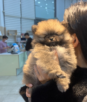 포메라니안 분양후기 [24.12.31]