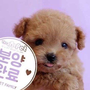 푸들 ♀ 6.11 분양완료