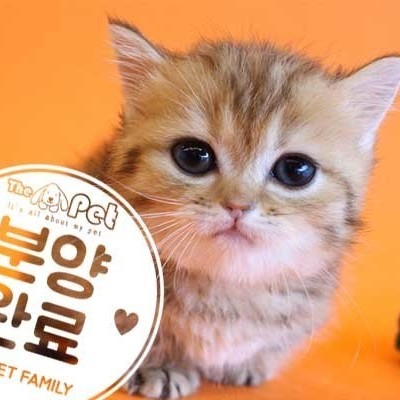 먼치킨 ♂ 3.26 분양완료