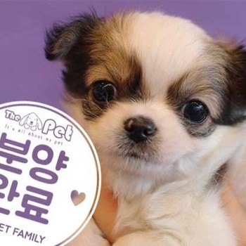 장모치와와 ♂ 10.15 분양완료