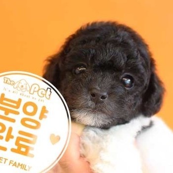푸들 ♀ 2.27 분양완료