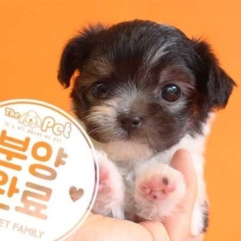 말티푸 ♀ 7.8 분양완료