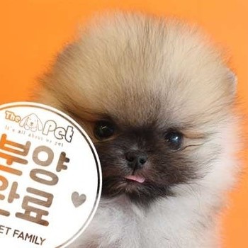 포메라니안 ♂ 6.25 분양완료