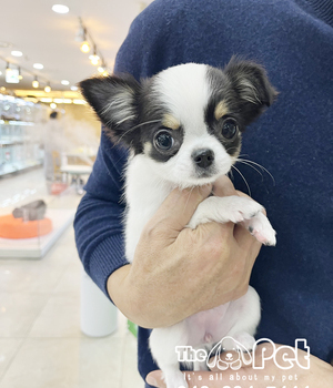 치와와 분양후기(25.12.29)