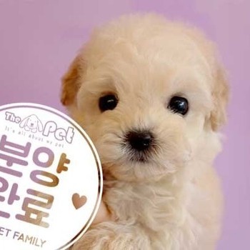 푸들 ♂ 6.10 분양완료