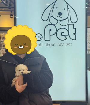 말티푸 분양후기/중리점 [25.1.22]
