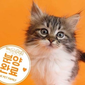 노르웨이숲 ♀ 7.21