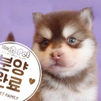  폼스키 ♀ 5.1 분양완료