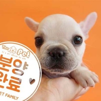 프렌치불독 ♂ 4.20 분양완료