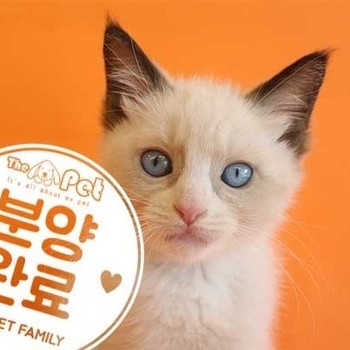 랙돌 ♂ 4.8 분양완료