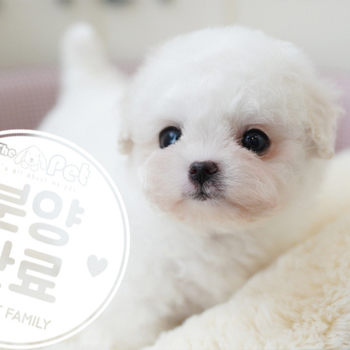 비숑프리제 왕자님 10.13