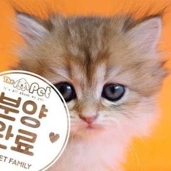  브리티쉬숏헤어 ♂ 1.9 분양완료