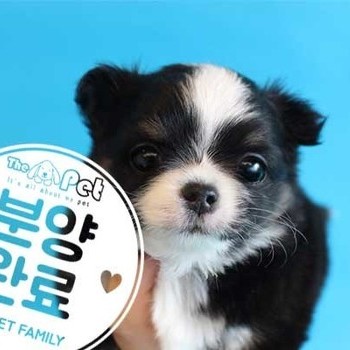 장모치와와 ♂ 12.13 분양완료