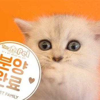 브리티쉬숏헤어 ♂ 1.10 분양완료