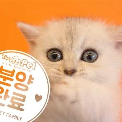 브리티쉬숏헤어 ♂ 1.10 분양완료