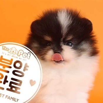포메라니안 ♀ 6.23 분양완료