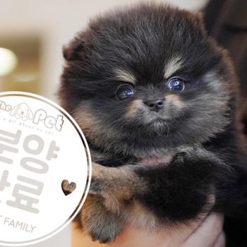 포메라니안 ♀ 9.27