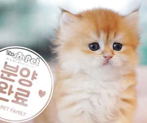 먼치킨 왕자님 1.1