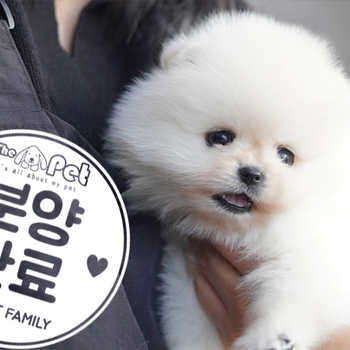 포메라니안 왕자님 12.05