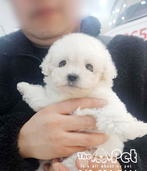 비숑 분양후기(26.04.11)