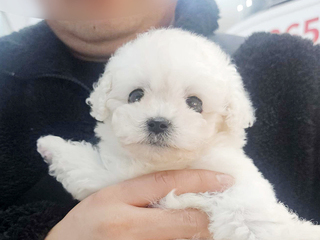 비숑 분양후기(26.04.11)