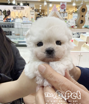 비숑 분양후기(26.01.11)