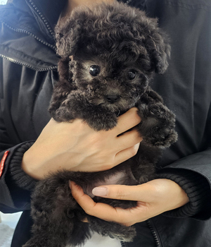 실버푸들 분양후기(26.04.05)