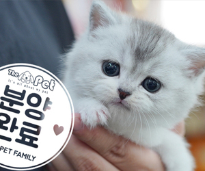 브리티쉬 숏헤어 공주님 2.23