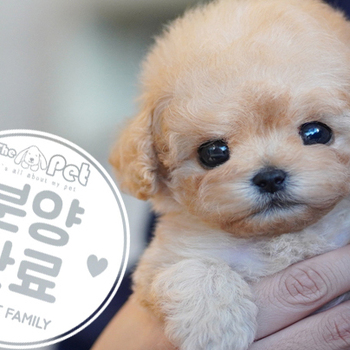 토이크림푸들 공주님 10.25