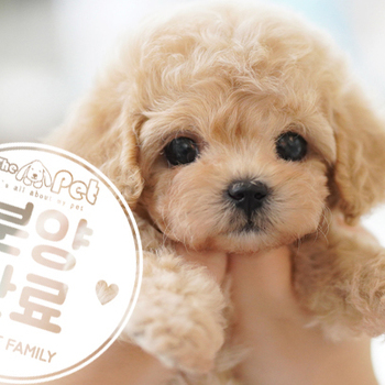 토이크림푸들 공주님 10.20